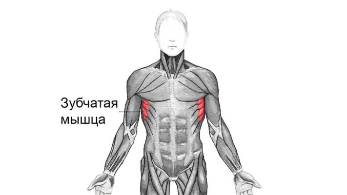 Зубчатая мышца: фото.