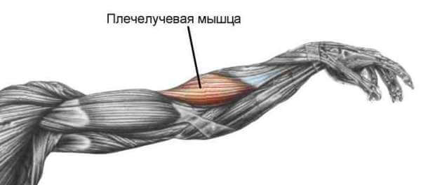 Плечелучевая мышца