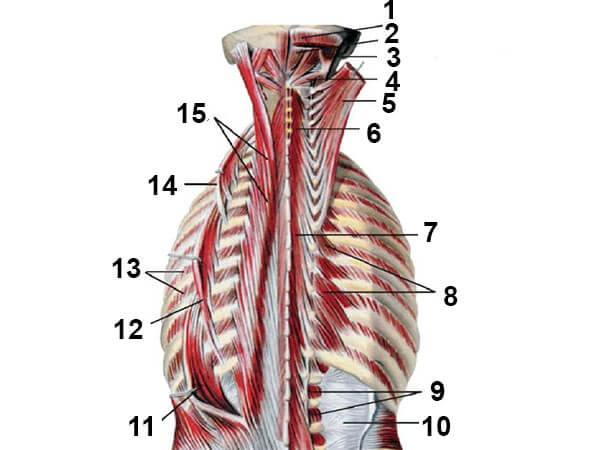 Глубокие мышцы спины схема-картинка