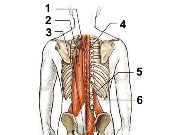 Разгибатели спины анатомия