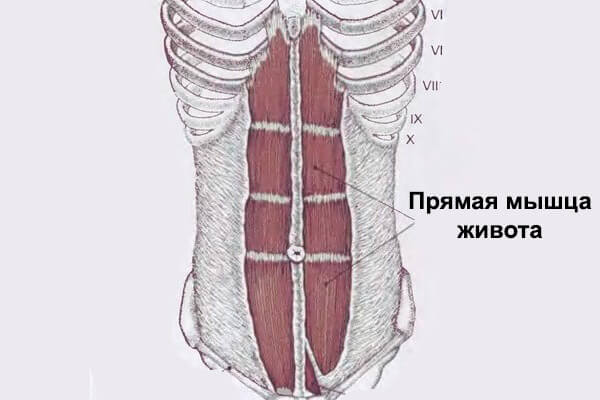 Мышцы живота у женщин фото спереди