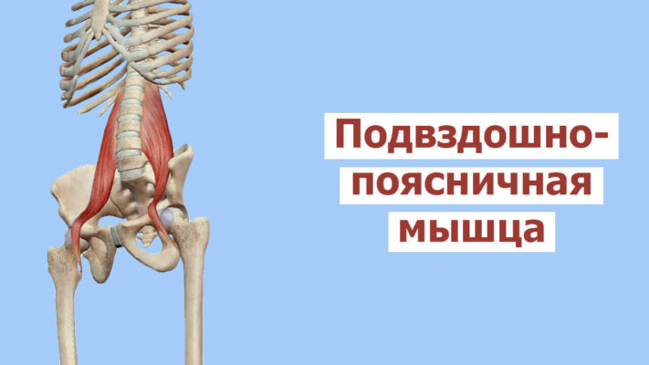 Подвздошно-поясничная мышца фото