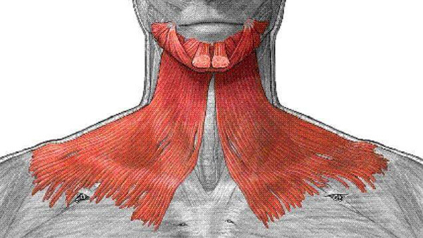 Подкожная мышца шеи: строение.