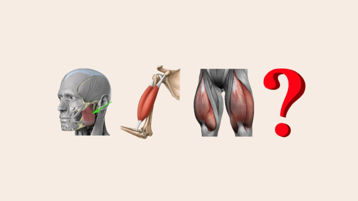 Самая сильная мышца: фото.