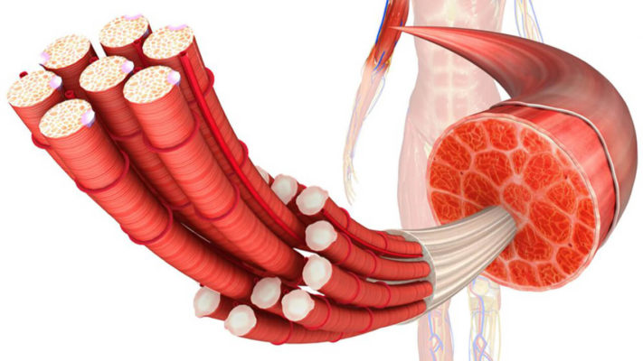 Мышцы которые не накачать.
