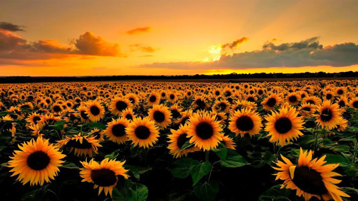 Подсолнечный протеин: фото.