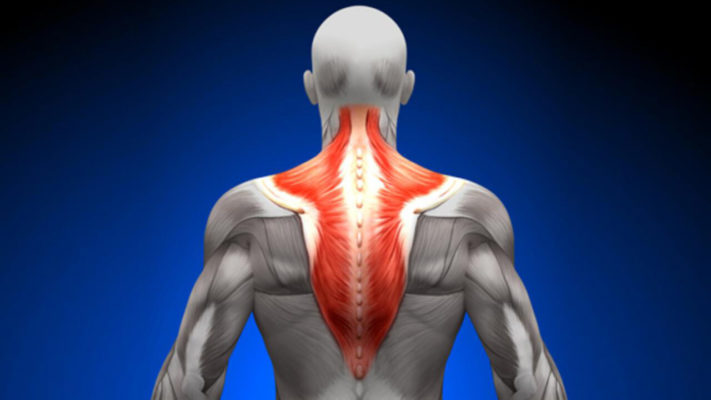 Трапециевидная мышца: фото.