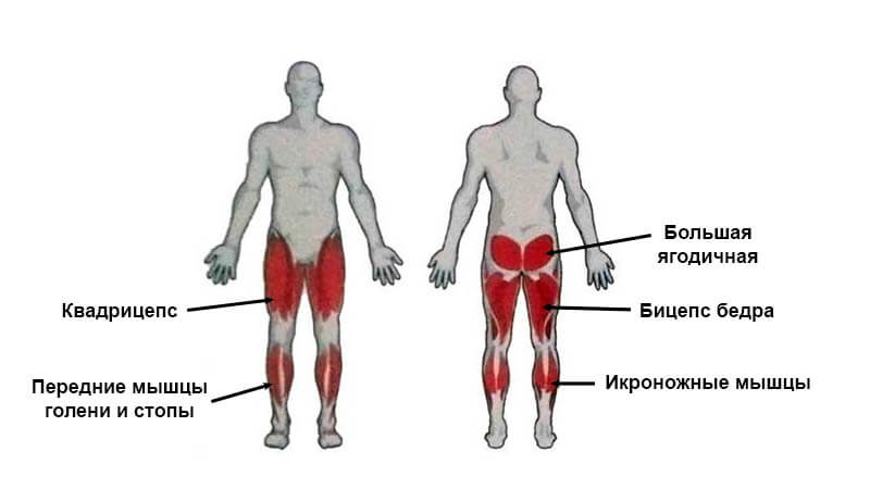 Мышцы задействованные при ходьбе.