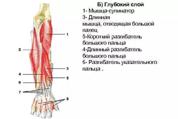 Мышцы предплечья глубокий слой