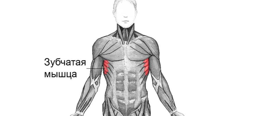 Передняя зубчатая мышца: анатомия, функции и лучшие упражнения