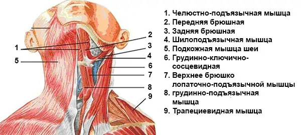 Передние мышцы шеи