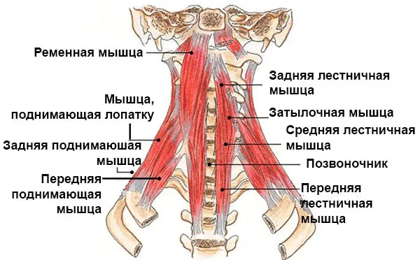 Задние мышцы шеи