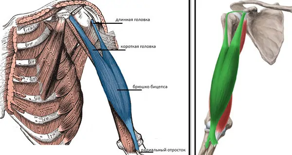 Анатомия бицепса
