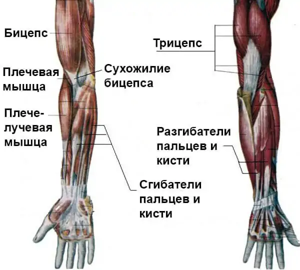 Myshcy Ruk Cheloveka Anatomiya Stroenie Nazvaniya I Shema Risunok