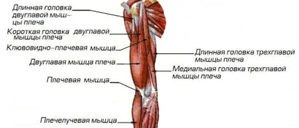 Анатомические особенности мышц рук