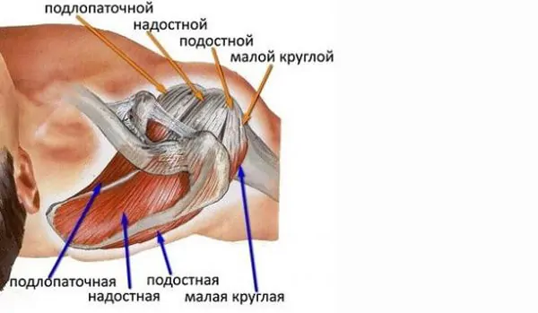 Мышцы стабилизатора плечевого пояса