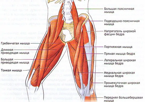 Мышцы стабилизаторы тазового и коленных суставов