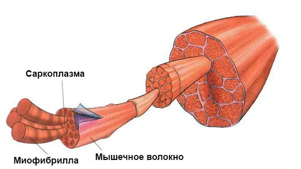 Виды гипертрофии мышц