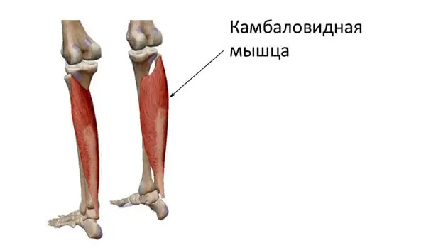Камбаловидные мышцы строение