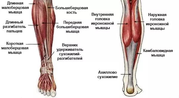 Мышцы ног ниже колена