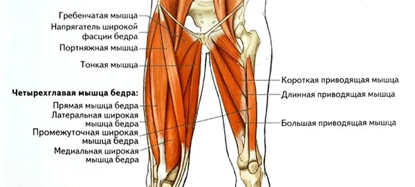 Мышцы ног передней группы
