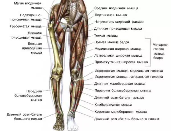 Мышцы ног схема-рисунок
