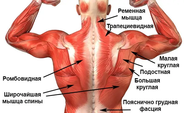 Поверхностные мышцы спины схема-картинка
