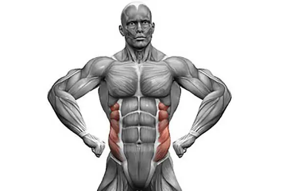 Косые мышцы живота анатомия