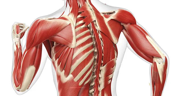 Мышцы плечевого пояса фото