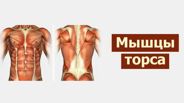 Мышцы туловища фото