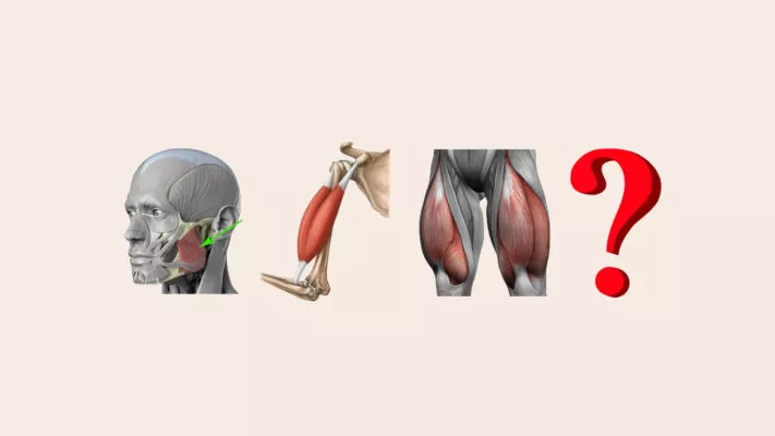 Самая сильная мышца: фото.